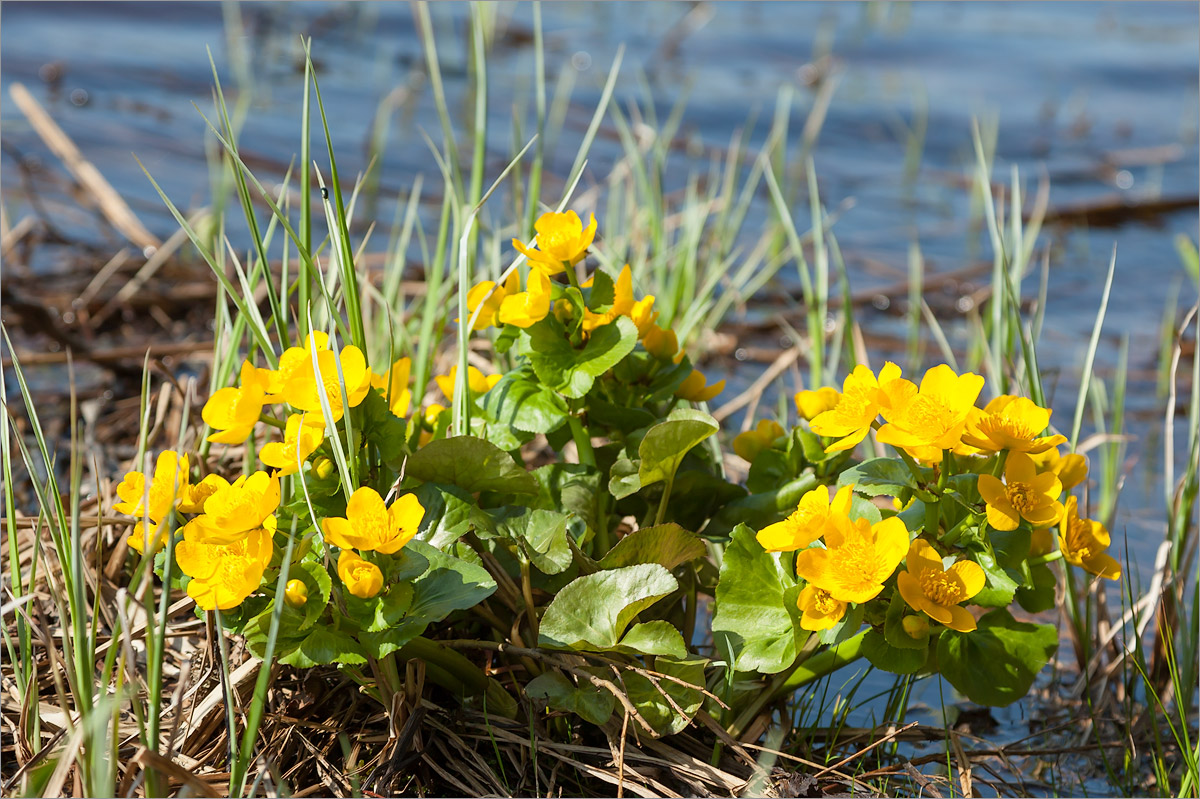 Image of Caltha palustris specimen.