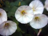 Convolvulus arvensis