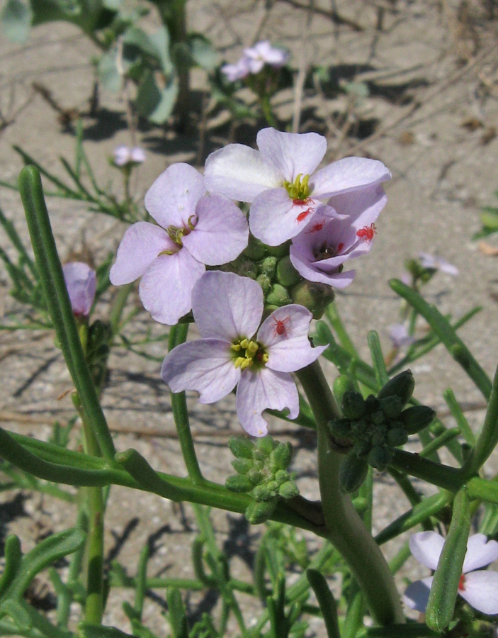 Image of Cakile euxina specimen.