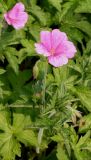 Geranium endressii. Соцветие. Германия, г. Krefeld, Ботанический сад. 10.06.2013.