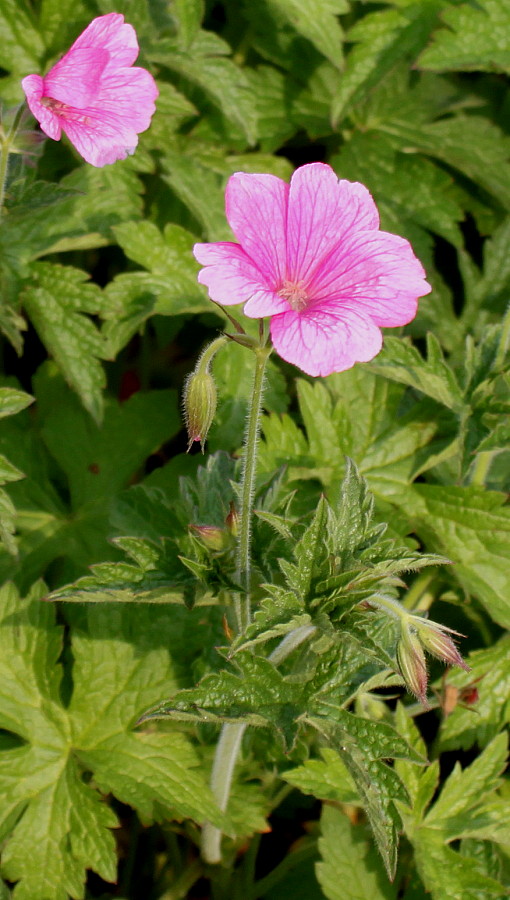 Image of Geranium endressii specimen.