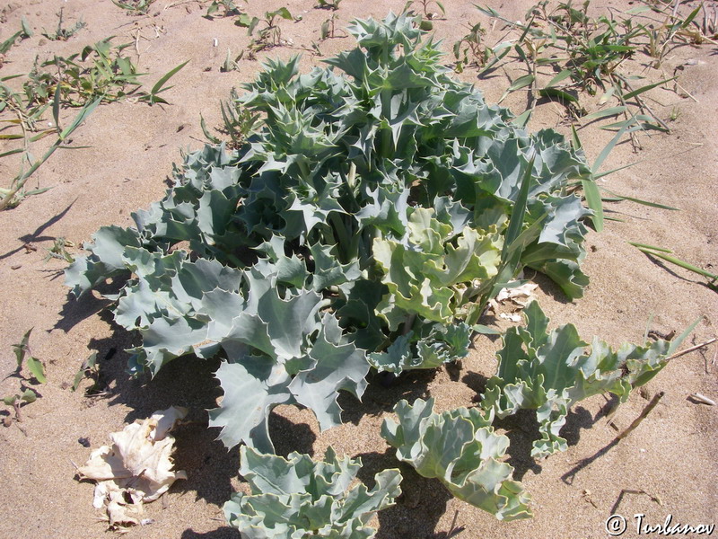 Image of Eryngium maritimum specimen.