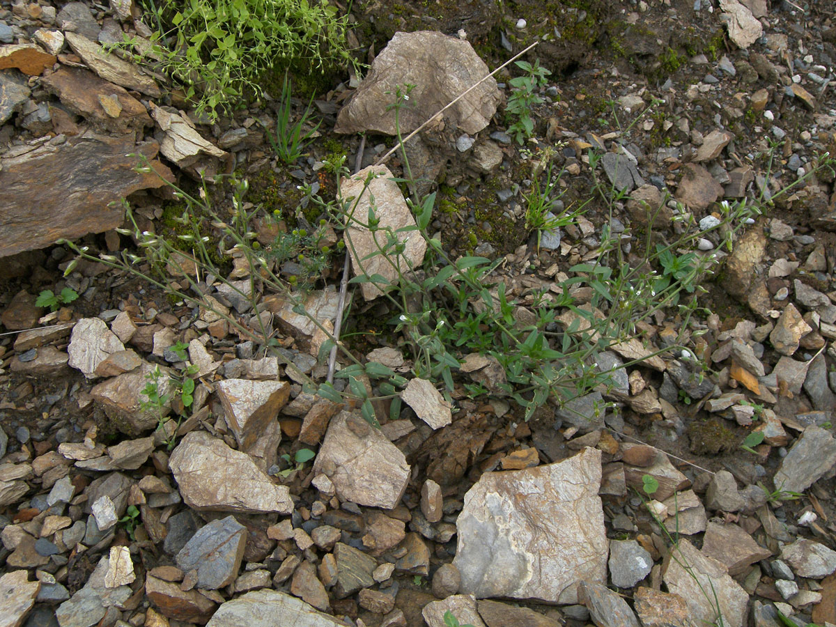 Image of Cerastium holosteoides specimen.