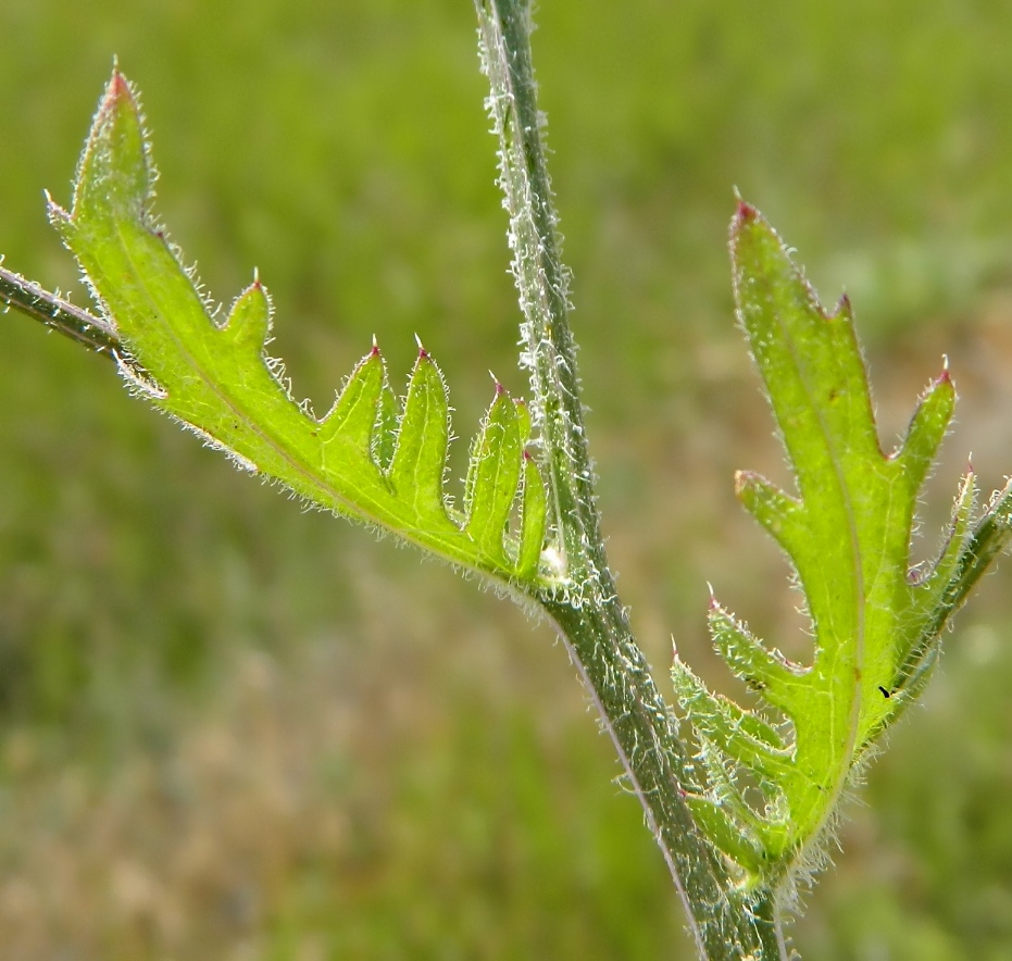 Изображение особи Klasea erucifolia.