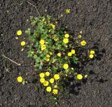 Potentilla vulcanicola. Цветущее растение. Камчатский край, Ключевская группа вулканов, Толбачинский дол. 19.07.2013.