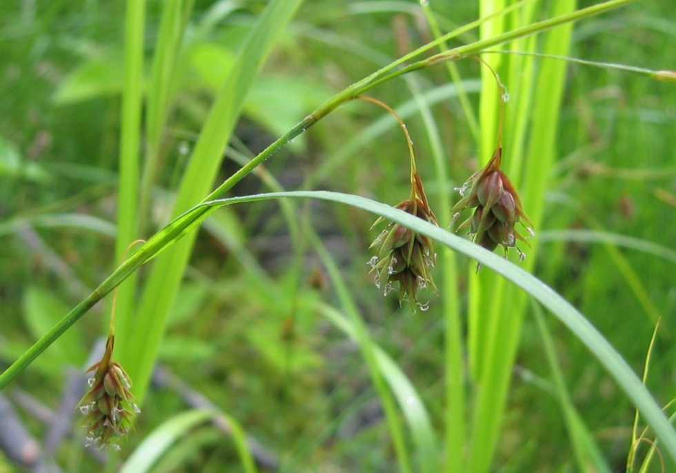 Изображение особи Carex paupercula.