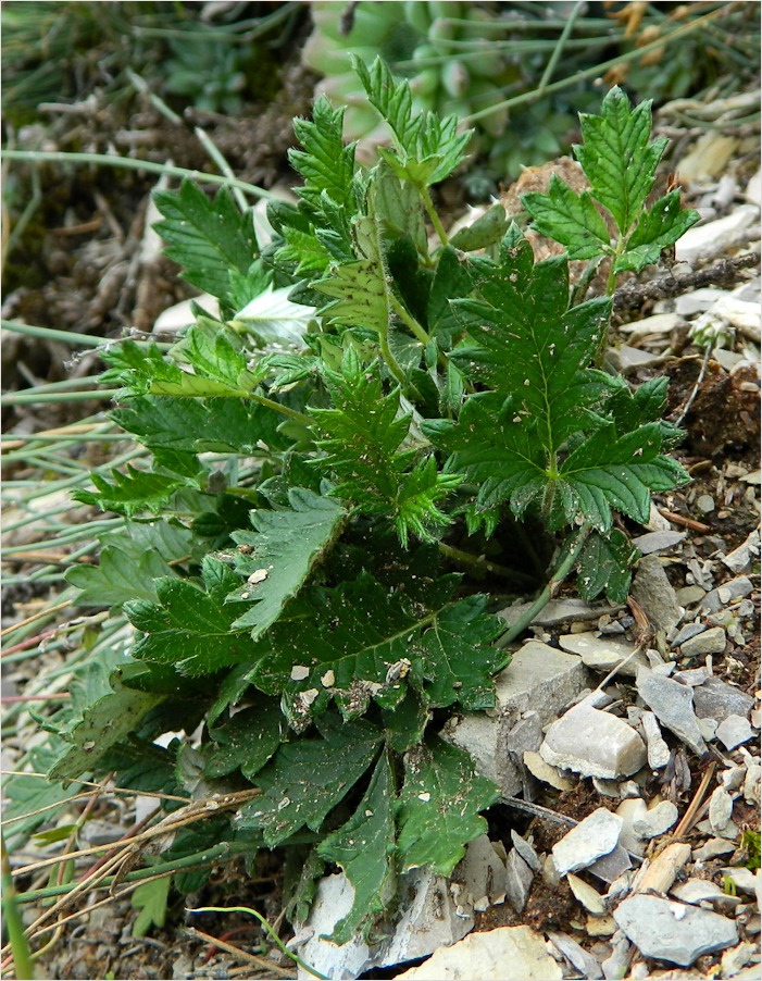 Image of genus Potentilla specimen.