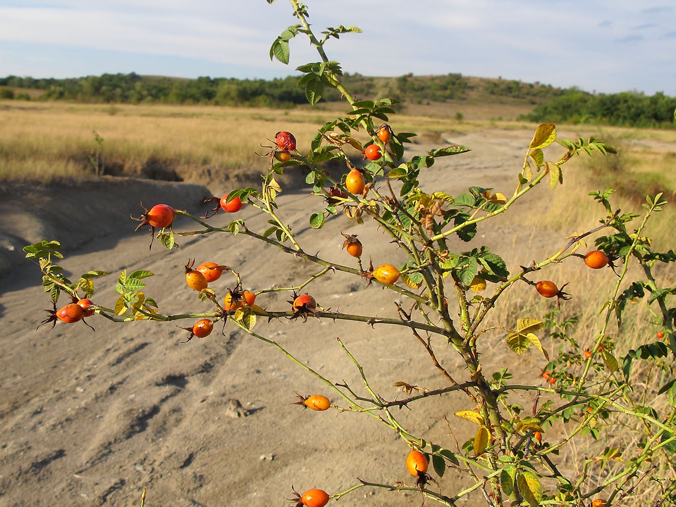 Image of genus Rosa specimen.