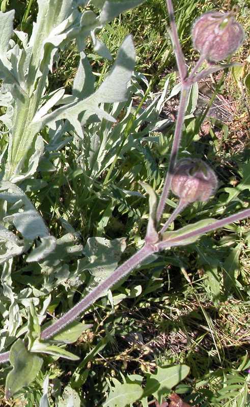 Image of Melandrium latifolium specimen.