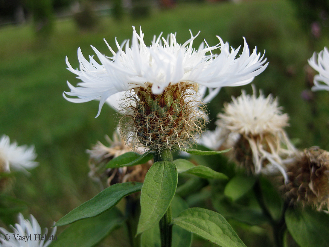 Image of Centaurea carpatica specimen.