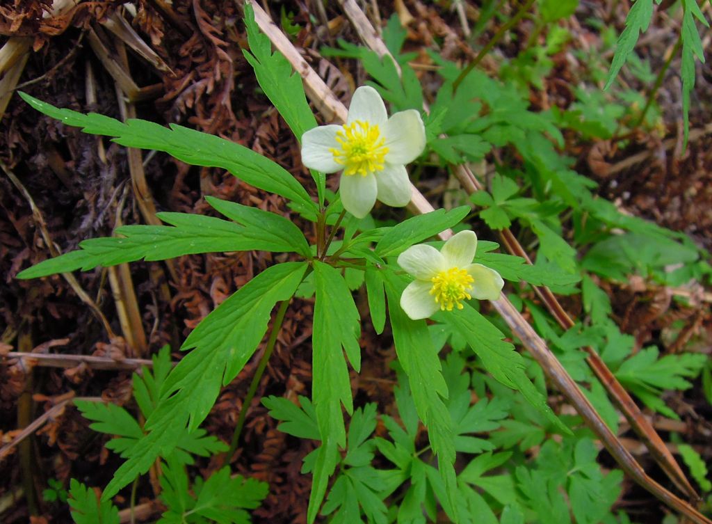 Изображение особи Anemone osinovskiensis.