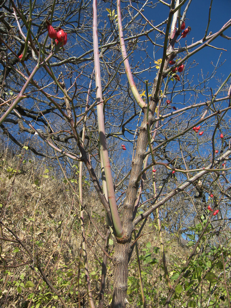 Image of Rosa iberica specimen.