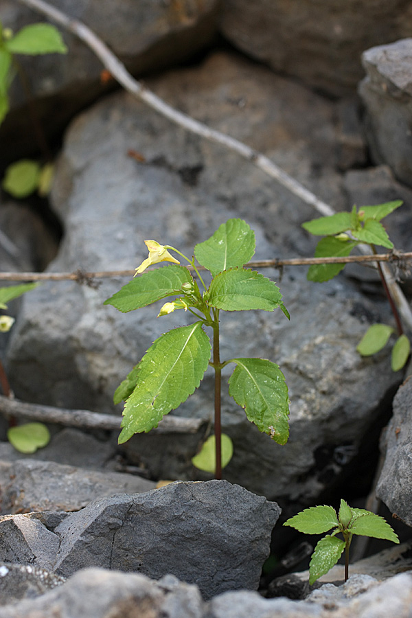 Image of Impatiens parviflora specimen.