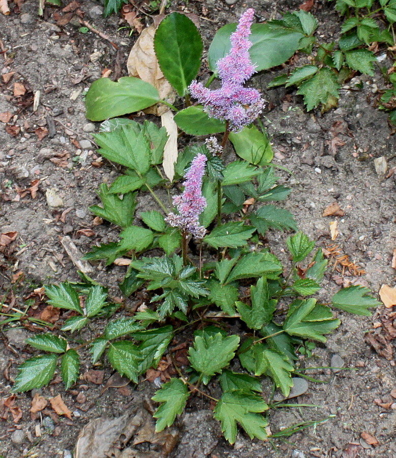 Изображение особи Astilbe chinensis var. davidii.