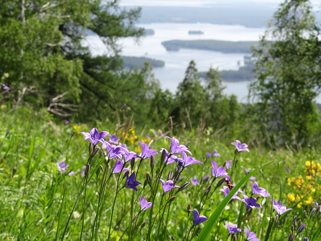 Image of Campanula wolgensis specimen.