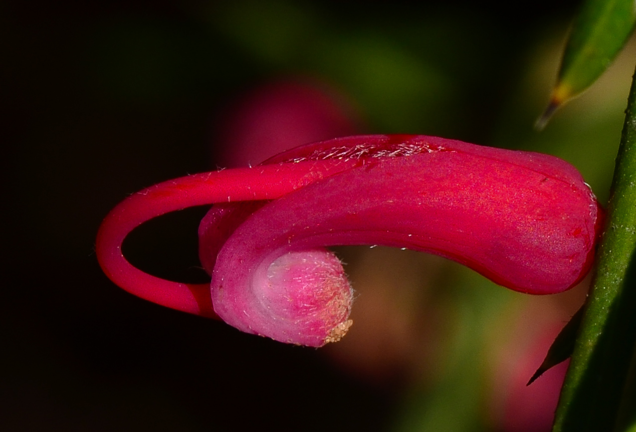 Image of Grevillea rosmarinifolia specimen.