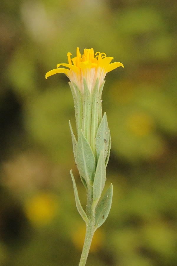 Image of Trixis californica specimen.