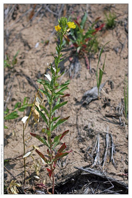 Изображение особи Oenothera biennis.