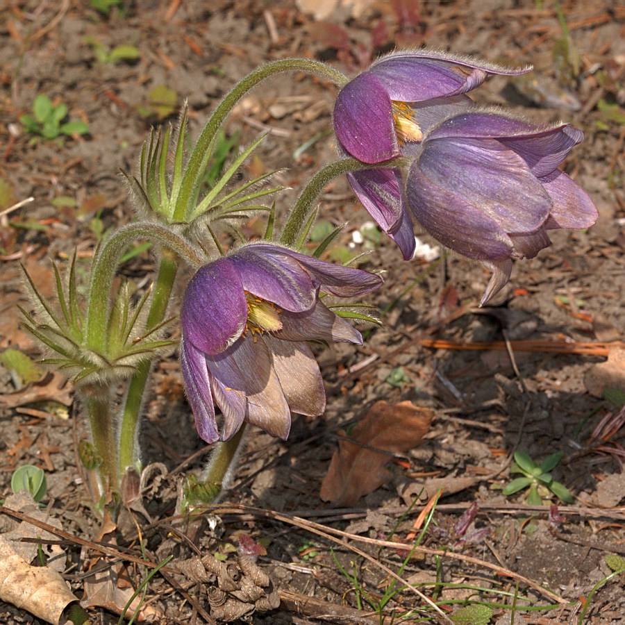 Image of Pulsatilla grandis specimen.