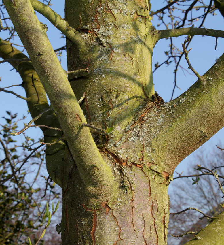 Изображение особи Malus sylvestris.