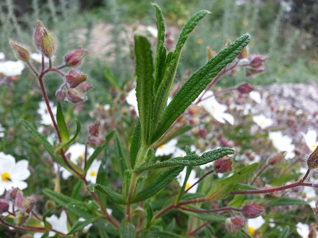 Image of Cistus monspeliensis specimen.