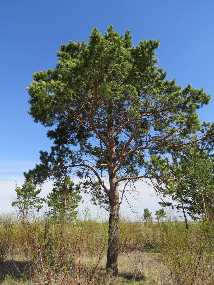 Image of Pinus sylvestris ssp. kulundensis specimen.