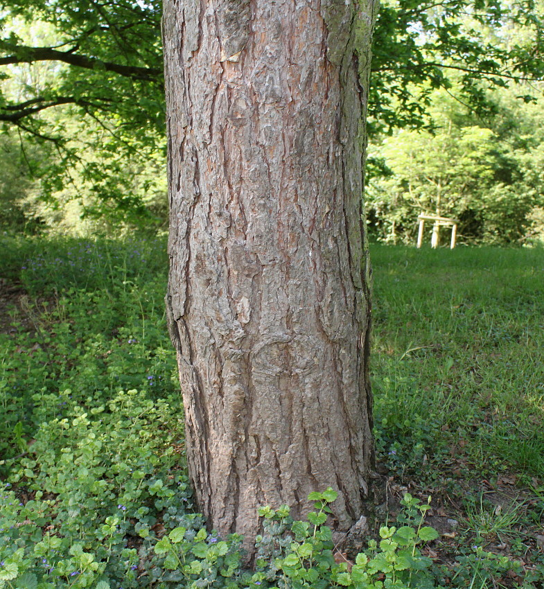 Изображение особи Pinus sylvestris.