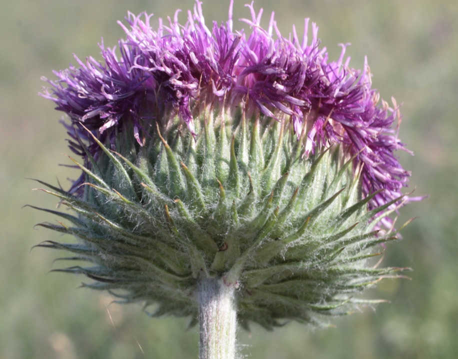 Image of Jurinea ledebourii specimen.