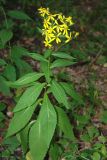 Senecio propinquus. Цветущее растение. Адыгея, хр. Уна-Коз, опушка смешанного леса. 13.08.2008.