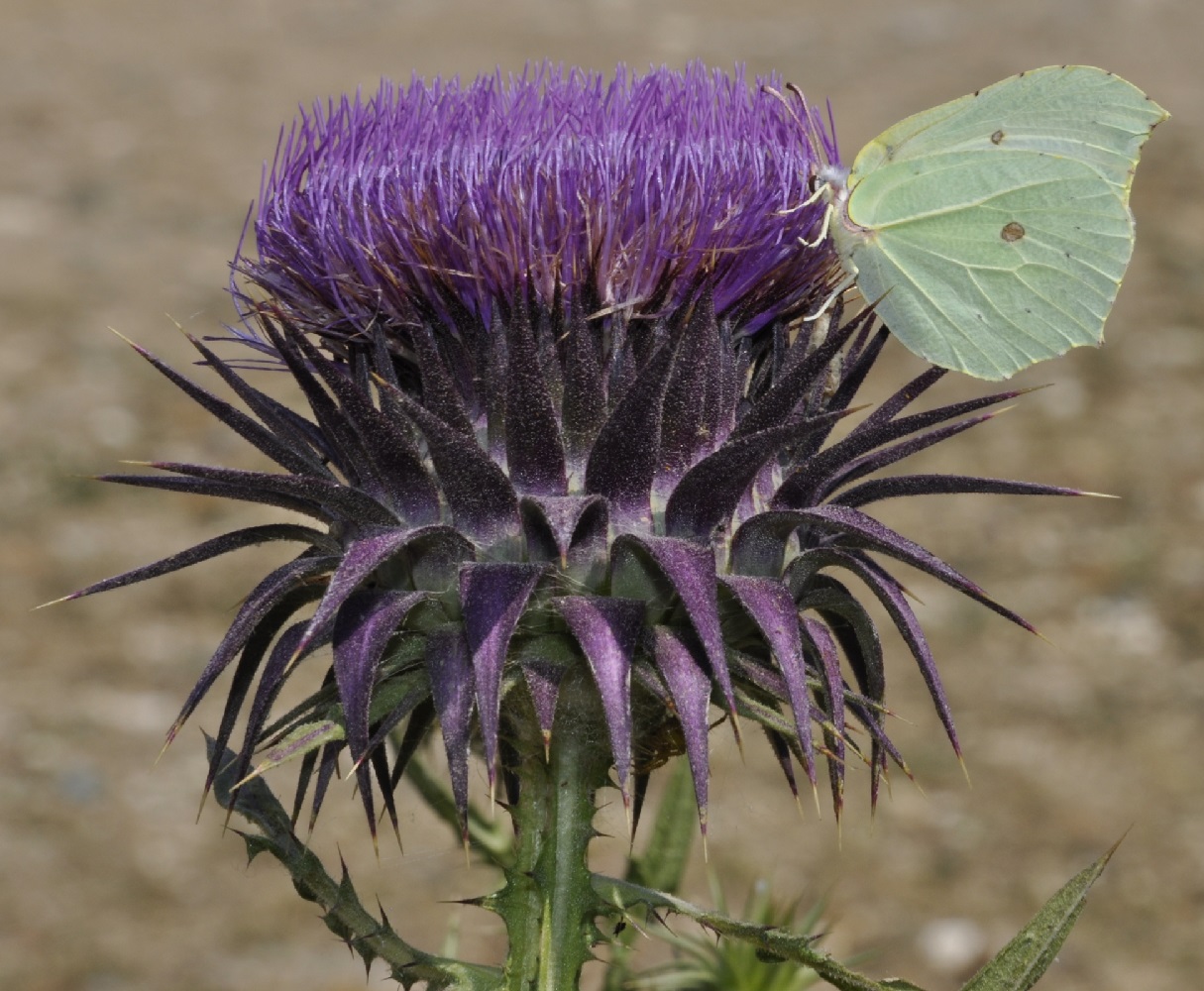 Image of Onopordum tauricum specimen.