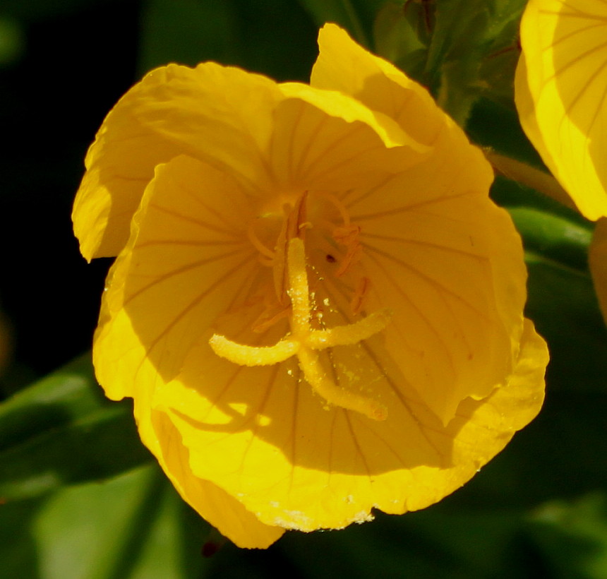 Image of genus Oenothera specimen.