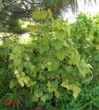 Ribes nigrum