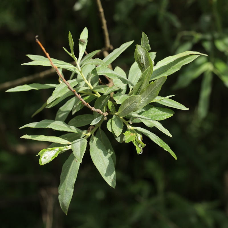 Image of Salix viminalis specimen.