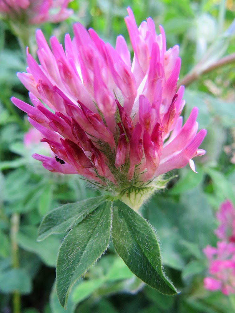 Изображение особи Trifolium pratense.