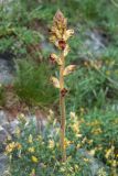 Orobanche gracilis. Цветущее растение. Черногория, нац. парк Ловчен. 18.07.2014.
