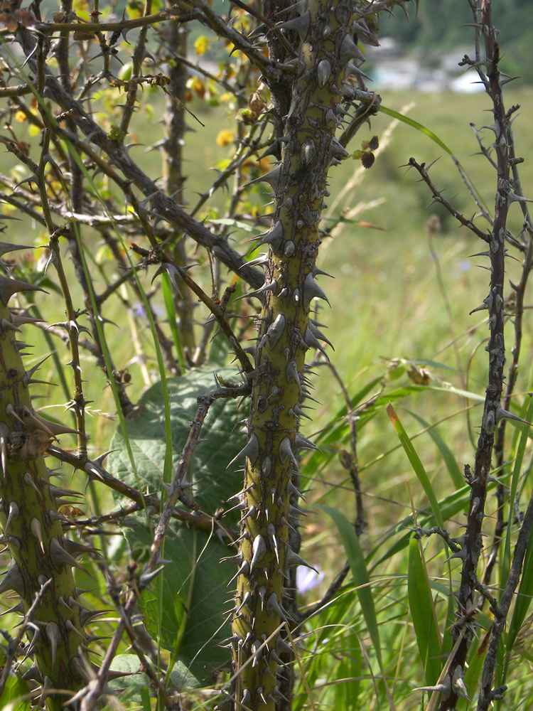 Image of Rosa rubiginosa specimen.