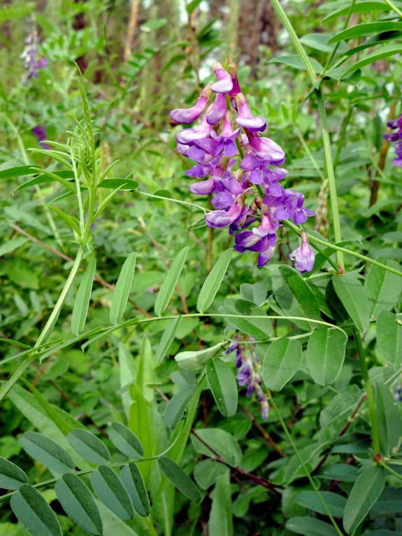 Image of Vicia amoena specimen.