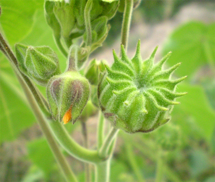 Image of Abutilon theophrasti specimen.