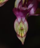 Anacamptis sancta