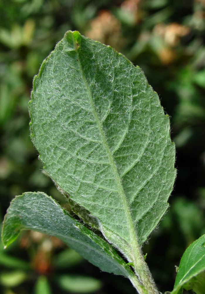 Image of genus Salix specimen.