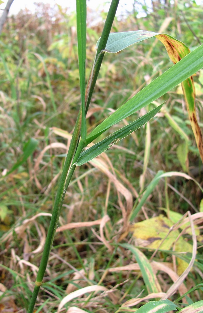 Image of Phalaroides arundinacea specimen.