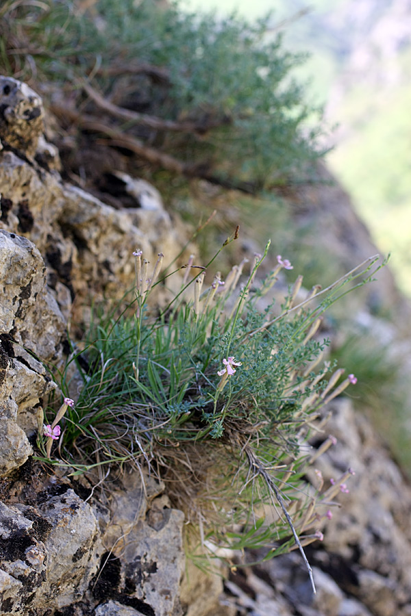 Image of Silene kuschakewiczii specimen.