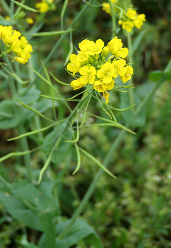 Редька дика. Капуста Полевая (Brassica Campestris). Капуста Полевая (Brassica Campestris l.). Капуста Полевая сурепица. Капуста Полевая сурепка.