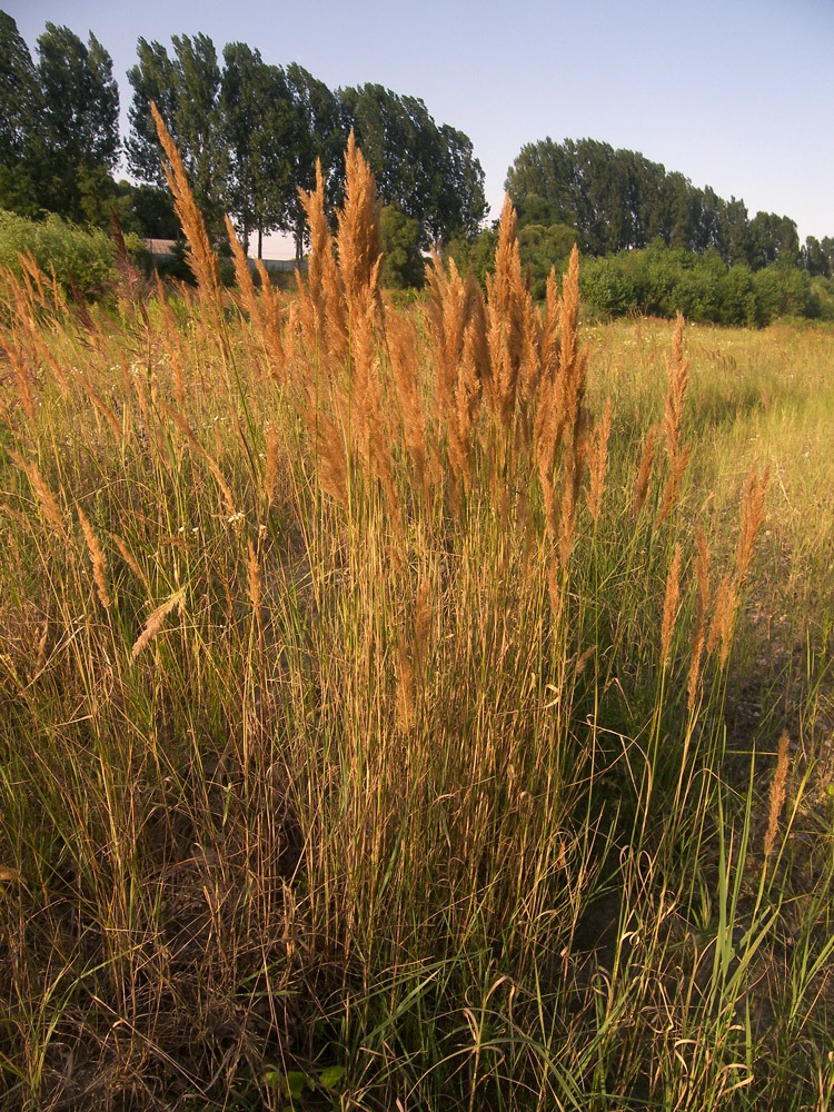 Image of Calamagrostis canescens specimen.