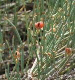 Ephedra equisetina