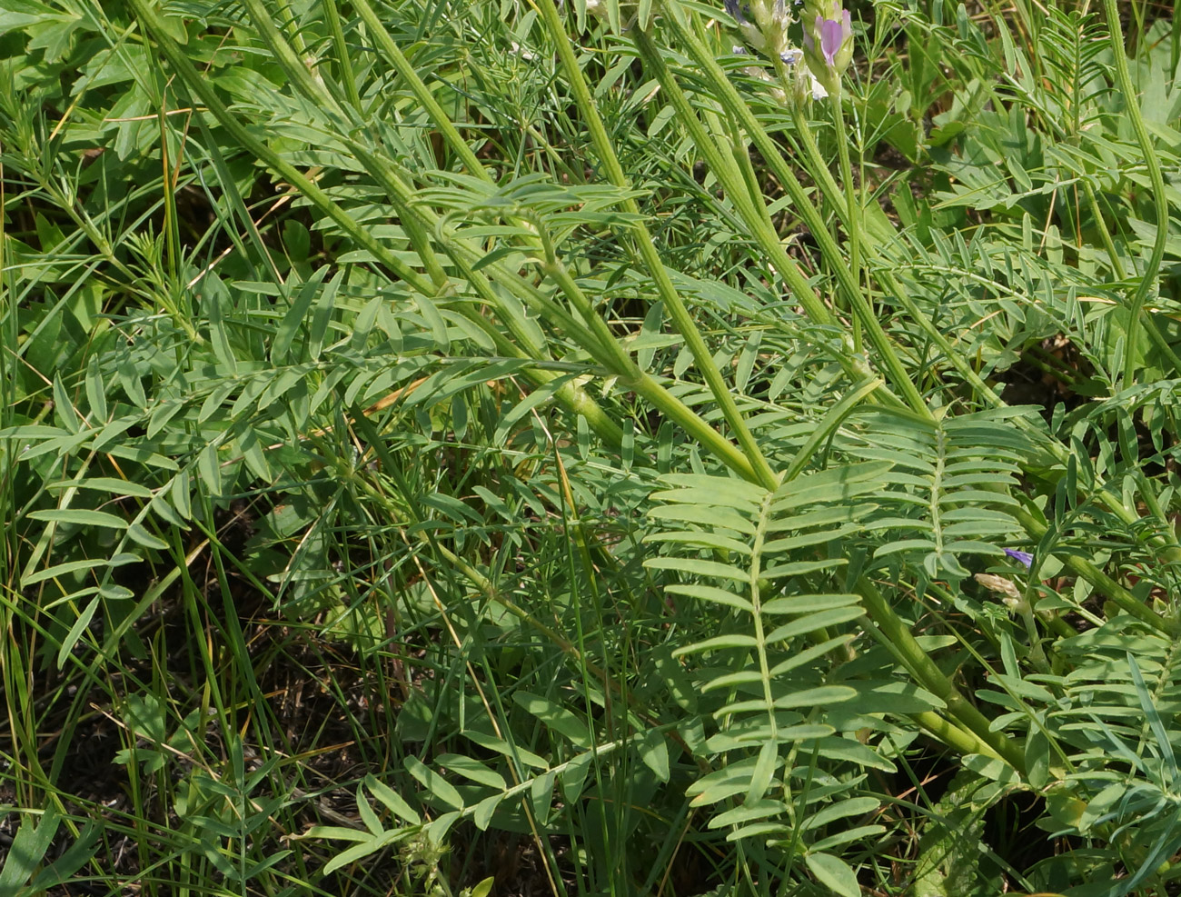 Изображение особи Astragalus onobrychis.