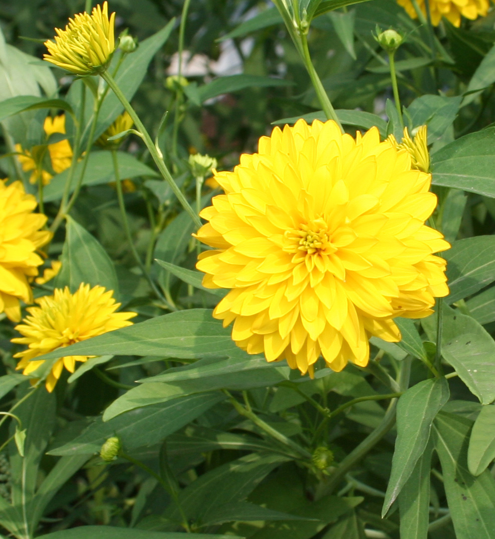 Image of Rudbeckia laciniata var. hortensia specimen.