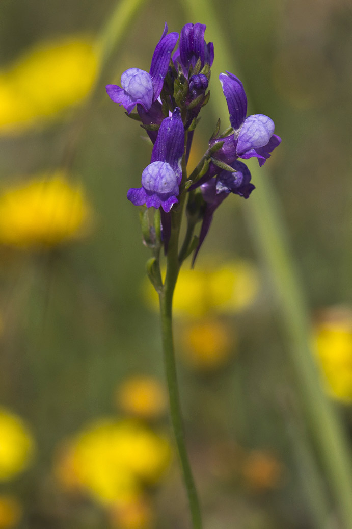 Изображение особи Linaria pelisseriana.