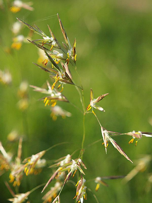 Изображение особи Bromopsis inermis.