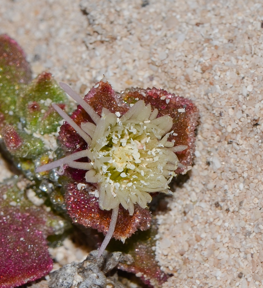 Image of Mesembryanthemum crystallinum specimen.